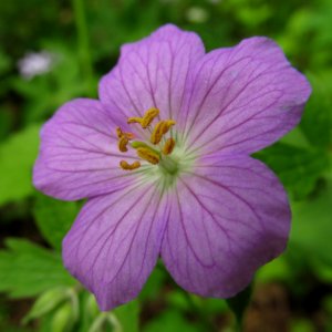Geranium maculatum, 2021-05-06, Bird Park, 04