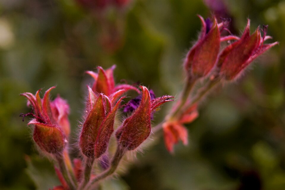 Spring forest macro