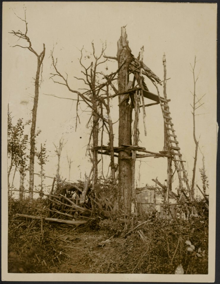 German observation post at a tree - on which our artillery has had a direct hit, Bestanddeelnr 158-2773