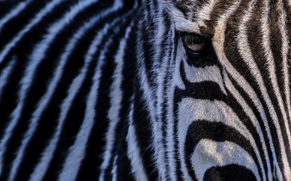 Head black and white africa