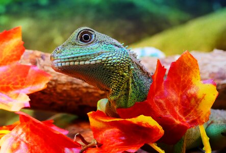Cocincinus dragon water
