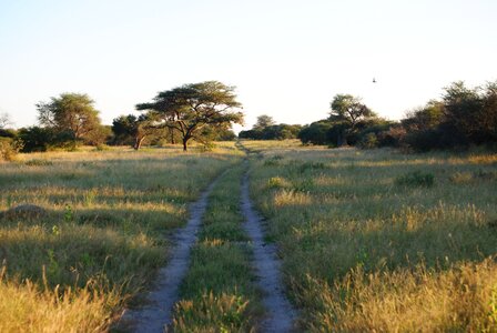 Grass landscape savannah