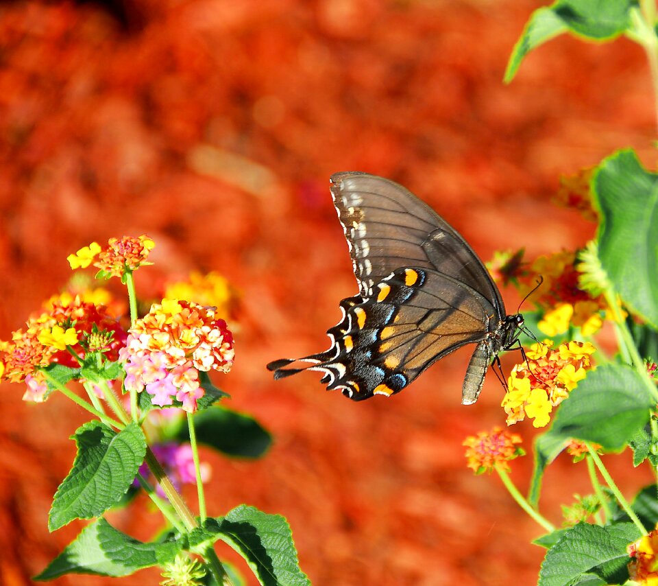 Swallowtail nature macro
