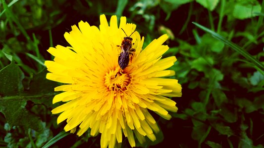 A yellow flower petals flower