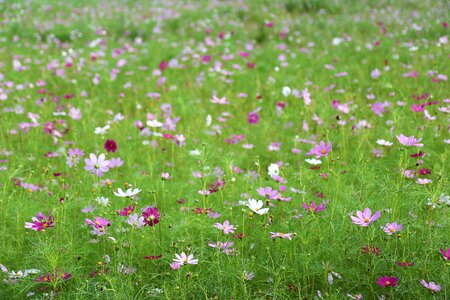 Pink nature sky park