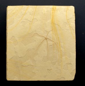 Geocoma sp. - Museum fur Naturkunde, Berlin - DSC09962