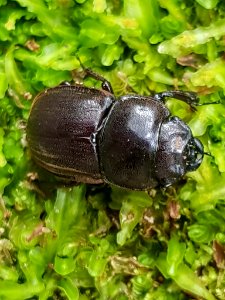 Geodorcus helmsi 116577910