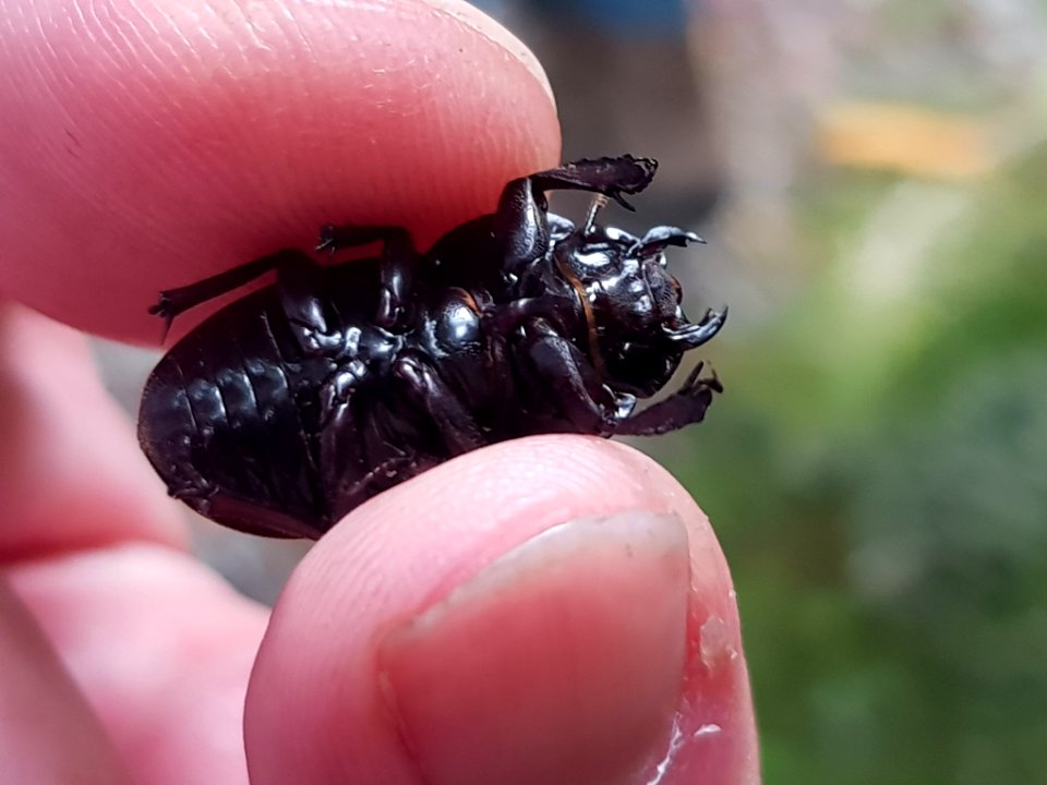 Geodorcus helmsi 116665464