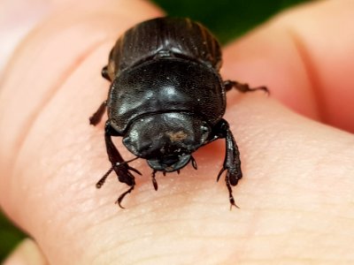 Geodorcus helmsi 116665544