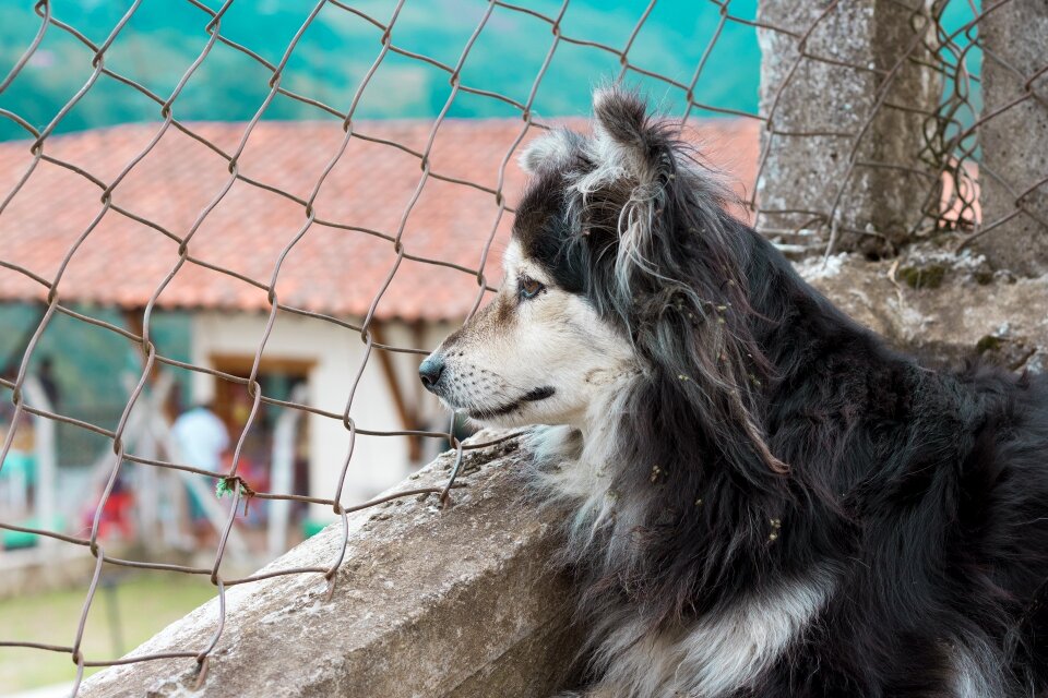 Animals bitch profile dog