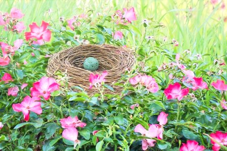 Bird egg spring pink flowers