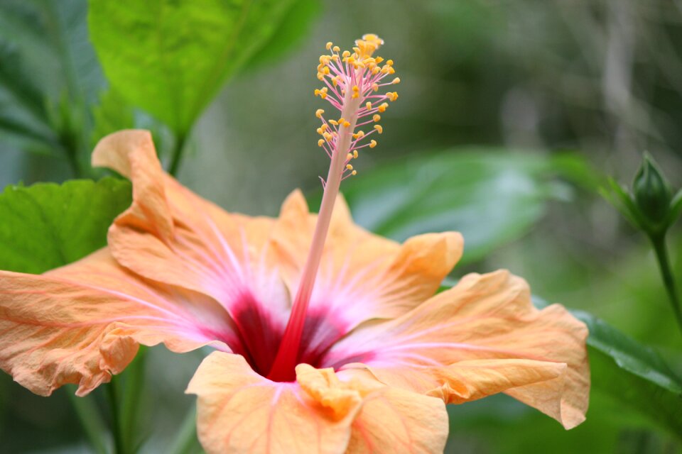 Exotic nature orange