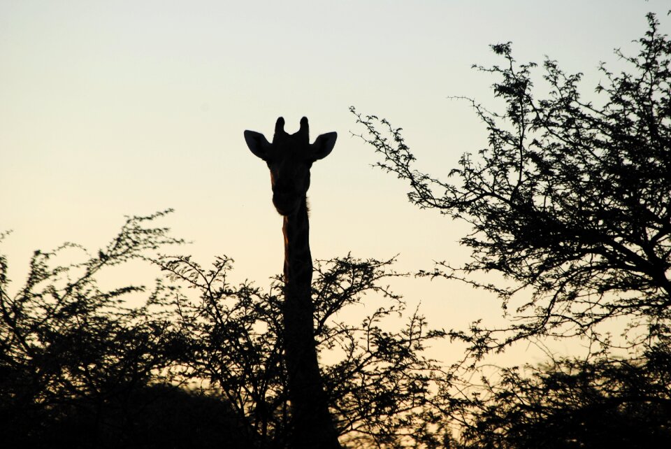Silhouette animals nature