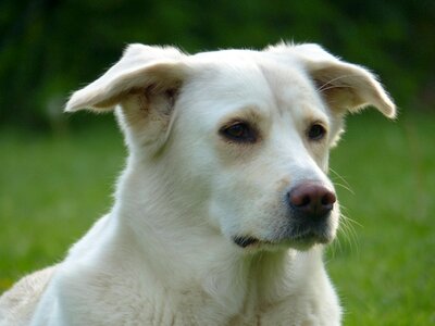 White pet portrait photo