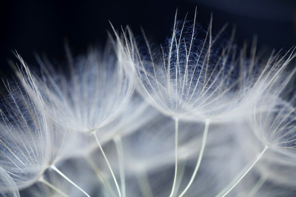 Fluff white 4k wallpaper