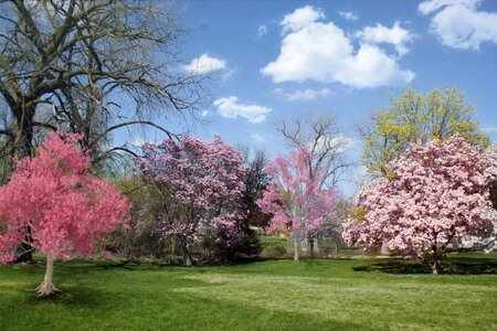 Nature blossoms natural