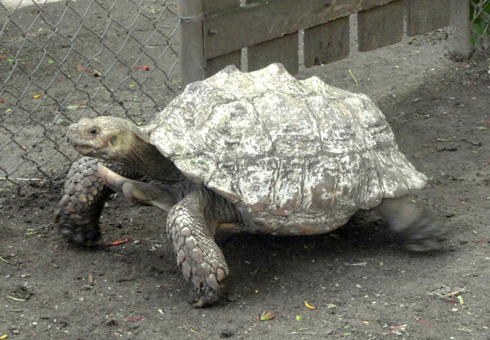 Geochelone sulcata - Guam Zoological, Botanical and Marine Garden - DSC01079