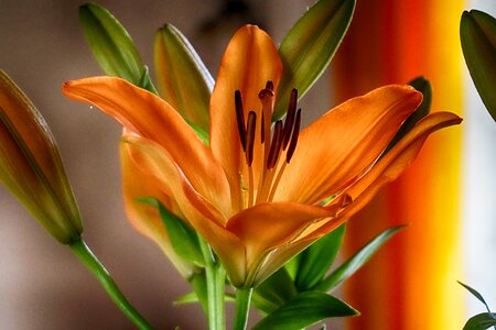 Bloom schnittblume orange blossom photo