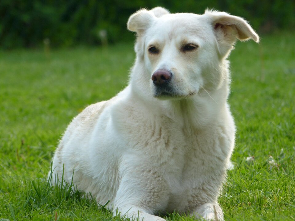 White pet animal