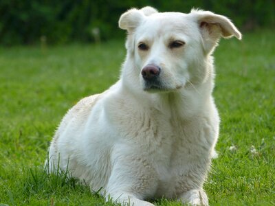 White pet animal photo