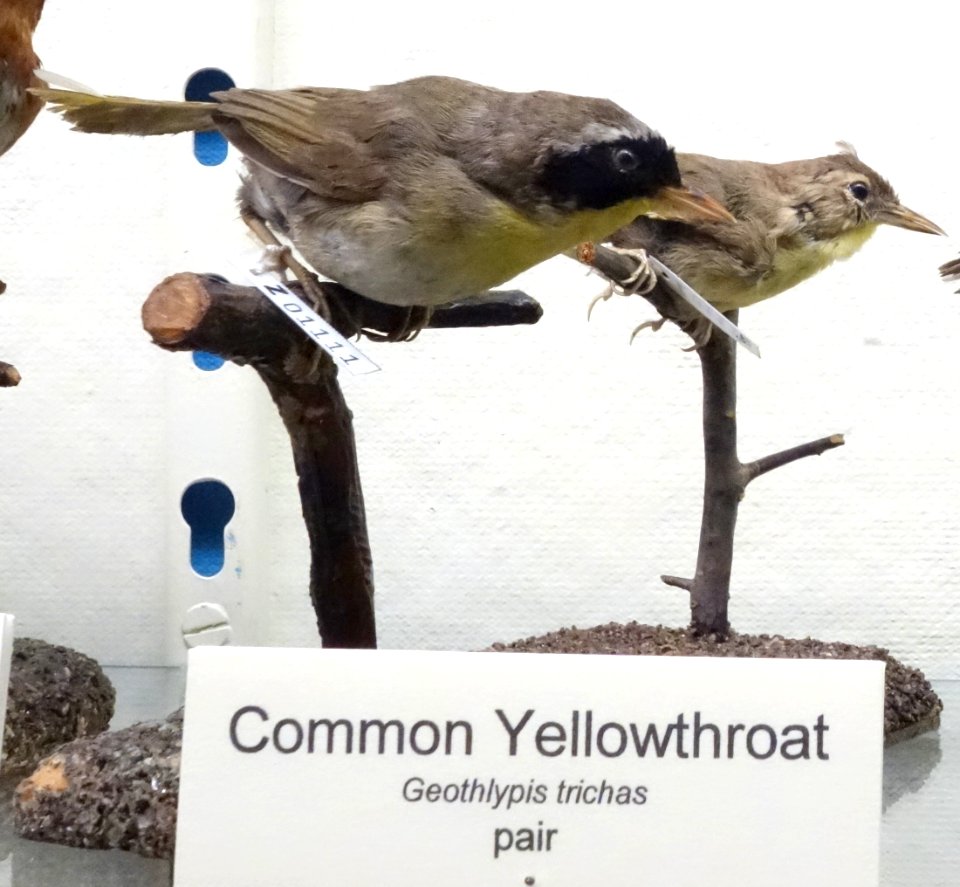 Geothlypis trichas - Fairbanks Museum and Planetarium - DSC04204