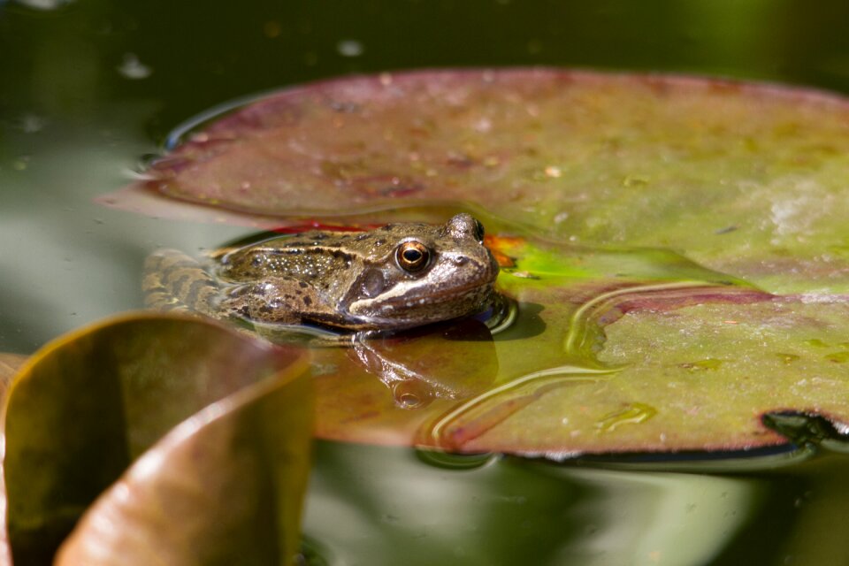 Frog pond amphibian