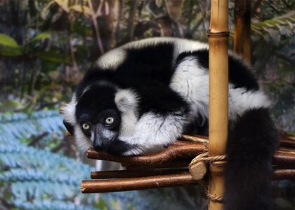 View fur zoo