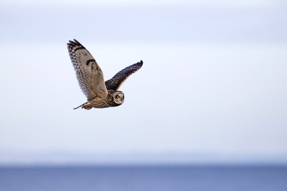 Short-eared ornithology asio