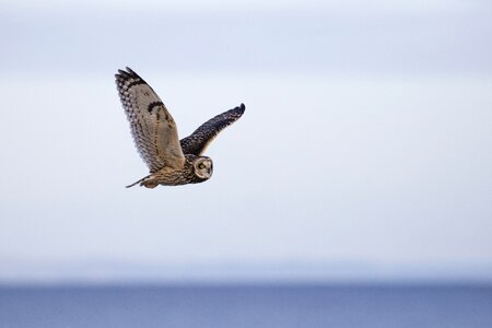 Short-eared ornithology asio