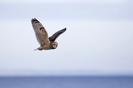 Short-eared ornithology asio photo