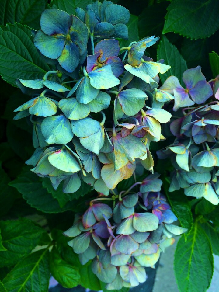 Sunny unusual color craft