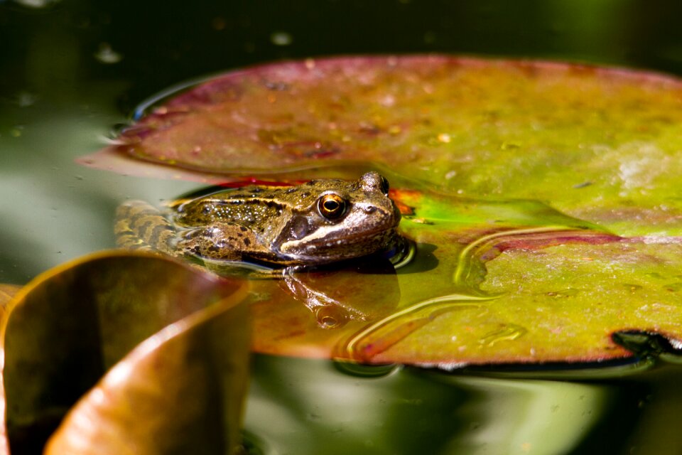 Pond water wildlife
