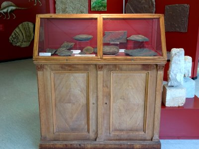 Geoscience Museum Göttingen Wooden Display case