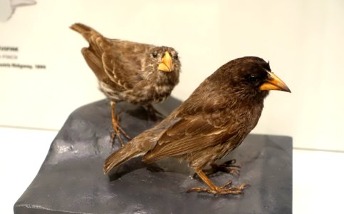 Geospiza conirostris - Hessisches Landesmuseum Darmstadt - Darmstadt, Germany - DSC00104
