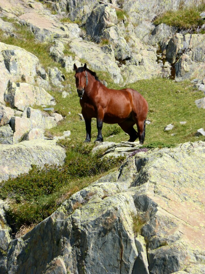 Wild nature port of tavascan domain