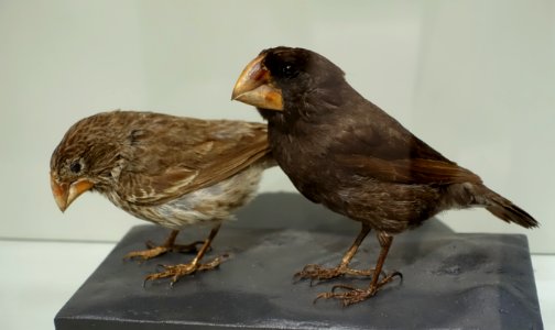 Geospiza magnirostris - Hessisches Landesmuseum Darmstadt - Darmstadt, Germany - DSC00101