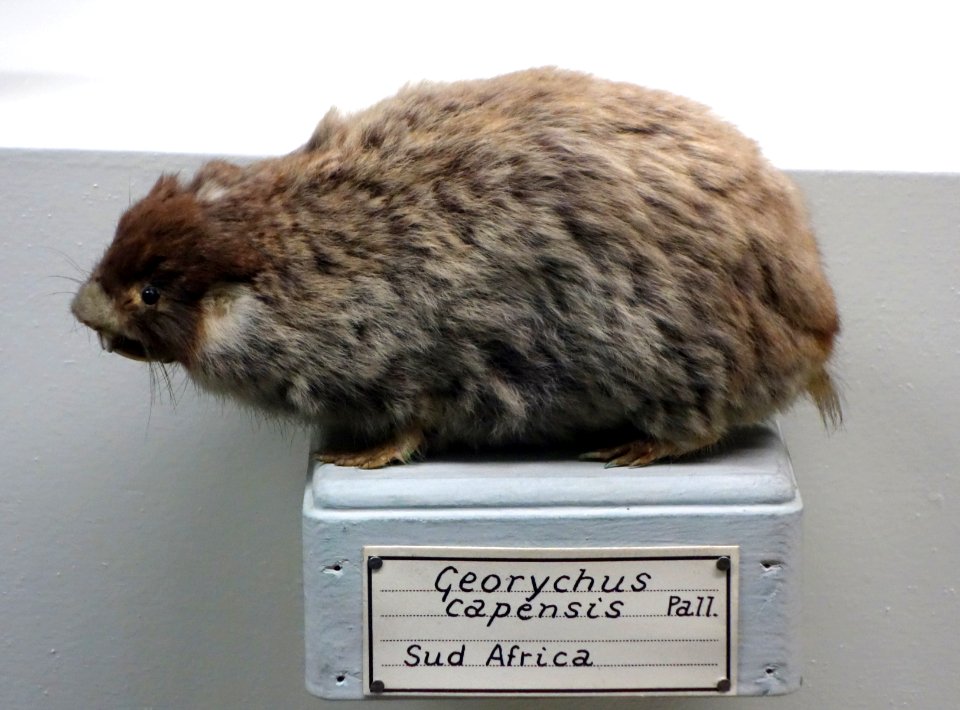 Georychus capensis - Museo Civico di Storia Naturale Giacomo Doria - Genoa, Italy - DSC02826