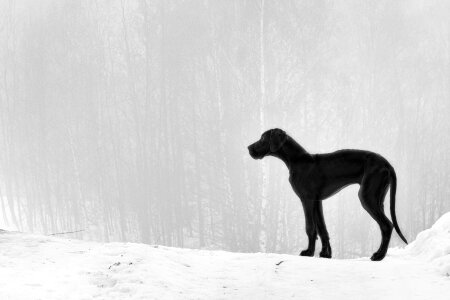 Puppy great dane fog photo