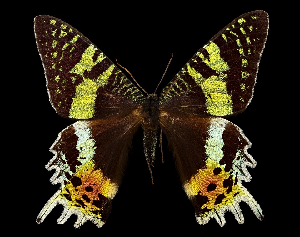 Africa insect close up