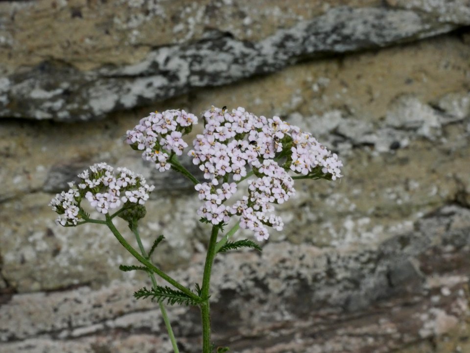 Gemeine Schafgarbe roscheiderhof H3