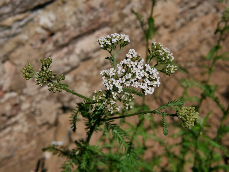 Gemeine Schafgarbe roscheiderhofH1a
