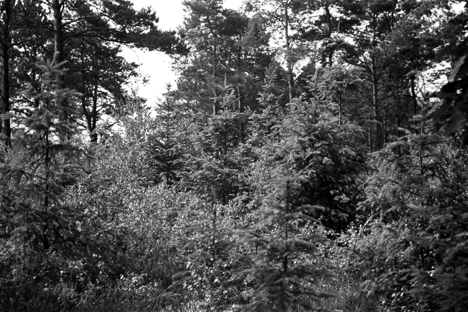 Gemengd bos, Bestanddeelnr 170-0071