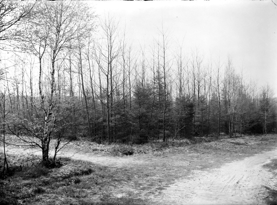 Gemengde beplantingen, jonge, douglas, amerikaanse eik, Brunsummer Heide, Bestanddeelnr 165-0346