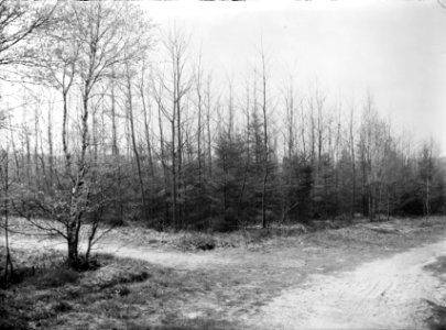 Gemengde beplantingen, jonge, douglas, amerikaanse eik, Brunsummer Heide, Bestanddeelnr 165-0346