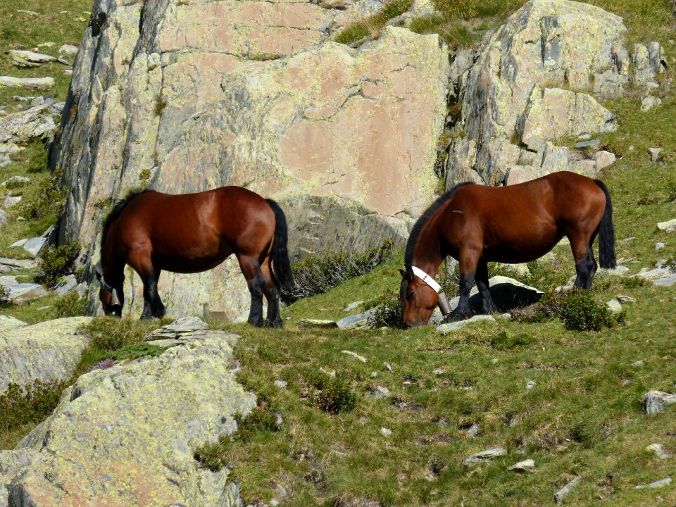 Wild nature port of tavascan pacer