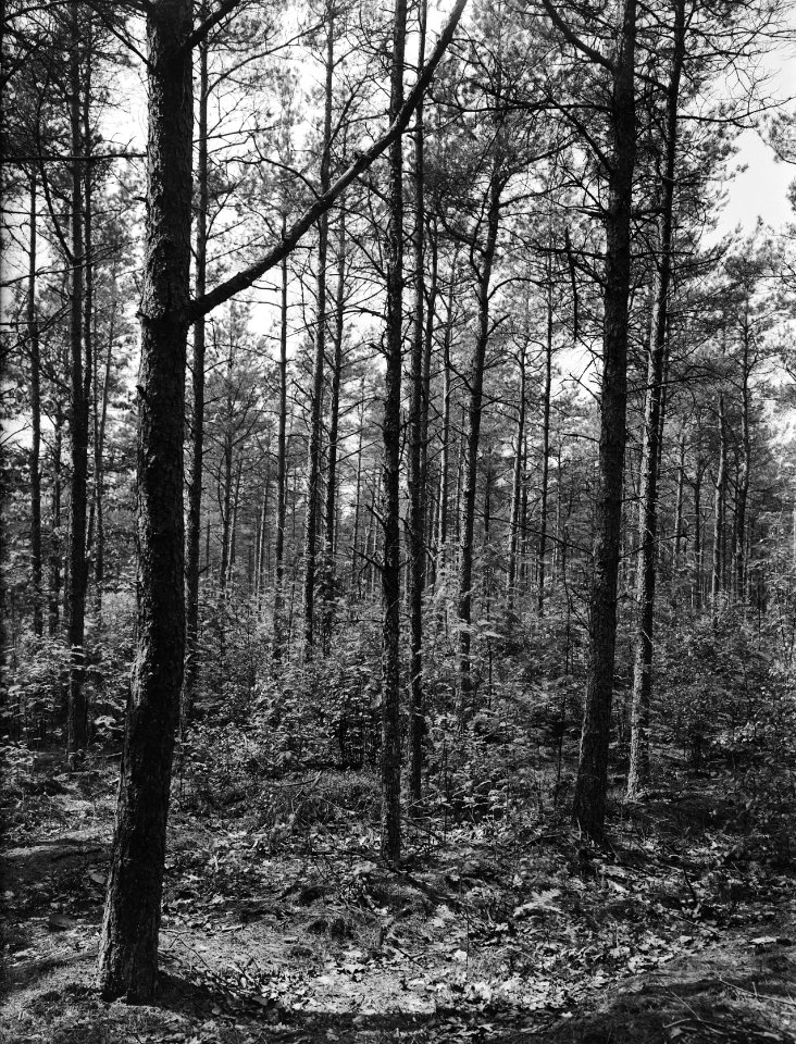 Gemengde beplantingen, onderzaaiing, de ginkel, groveden, lijsterbes, prunus, be, Bestanddeelnr 165-0328