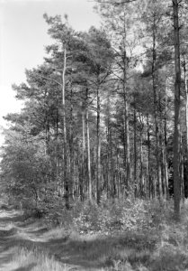 Gemengde beplantingen, onderzaaiing, amerikaanse eik, douglas, tap larix, de gin, Bestanddeelnr 165-0331