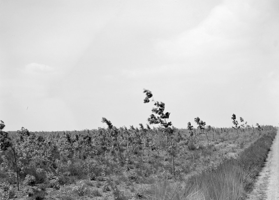 Gemengde beplantingen, jonge aanplant, Bestanddeelnr 165-0347
