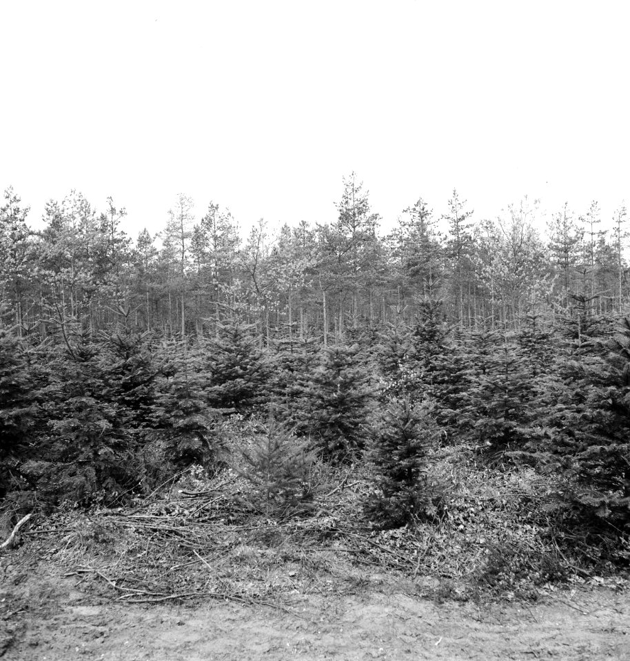 Gemengde beplantingen, onderbeplanting, abies grandis, spelderbos, Bestanddeelnr 165-0322
