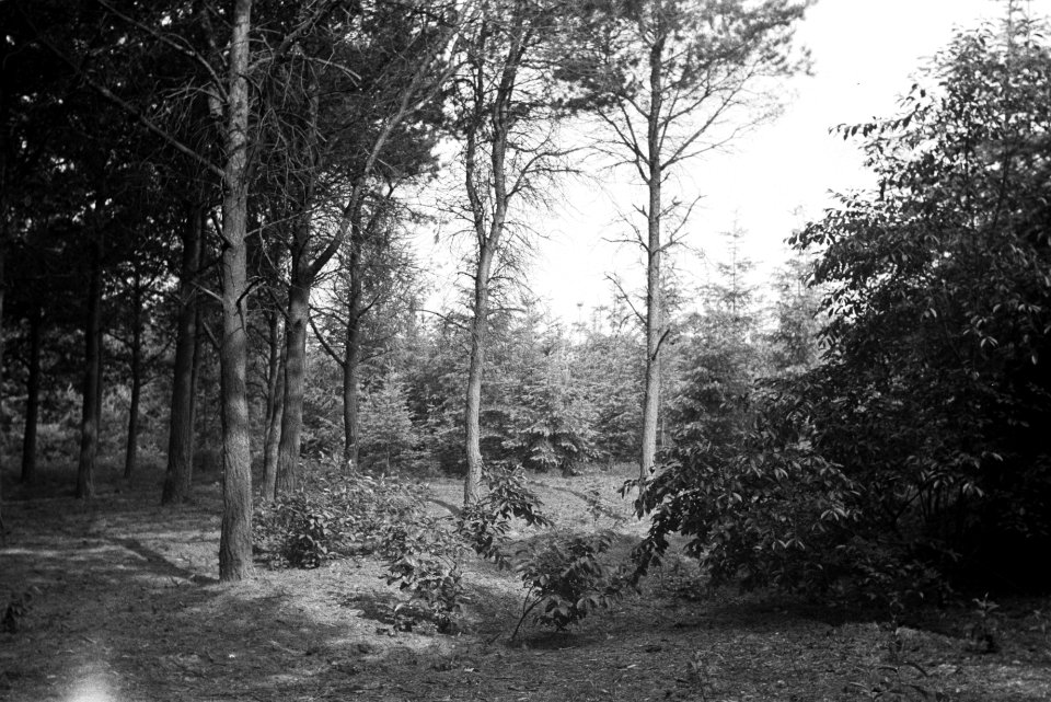 Gemengd bos, Bestanddeelnr 170-0068
